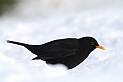 Blackbird male - C